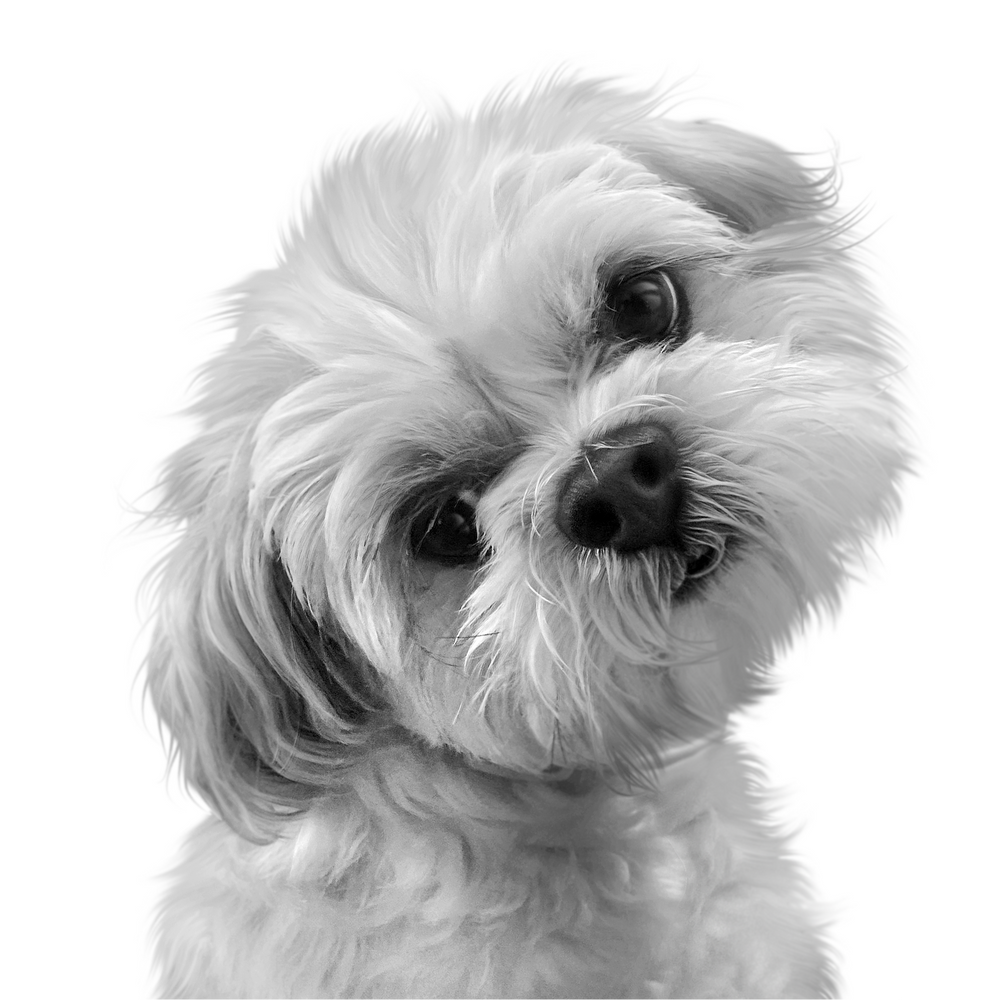 Luna in Black & White