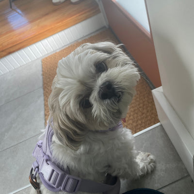 The phone photo Luna's pet parent sent in