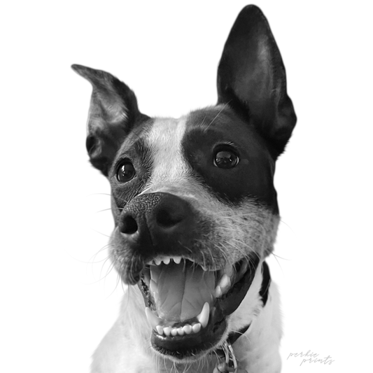 Redo Pet Artwork