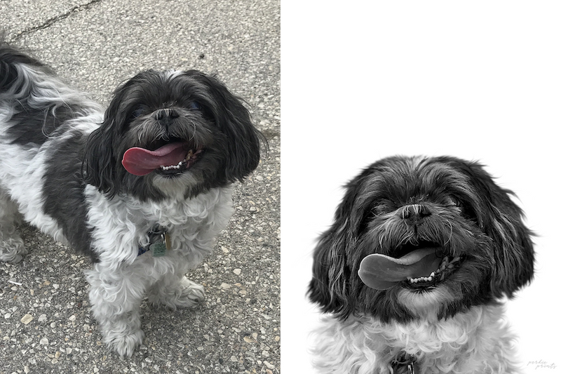 Black and white custom pet portrait example showing dramatic contrast