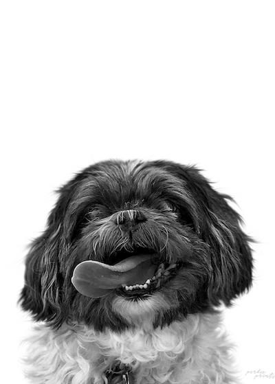 Black and white pet portrait style example