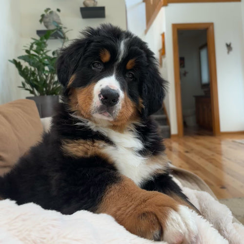 Pet portrait with background cleanly removed