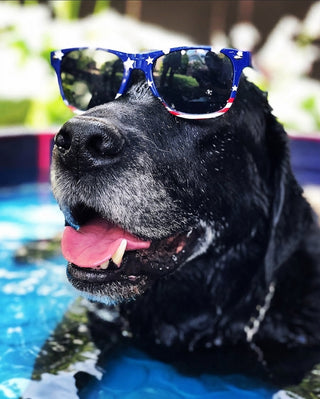 Original pet photo