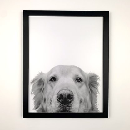 Black Frame with Golden Retriever Peeking Pet Portrait