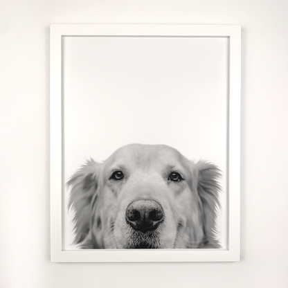 White Frame with Golden Retriever Peeking Pet Portrait