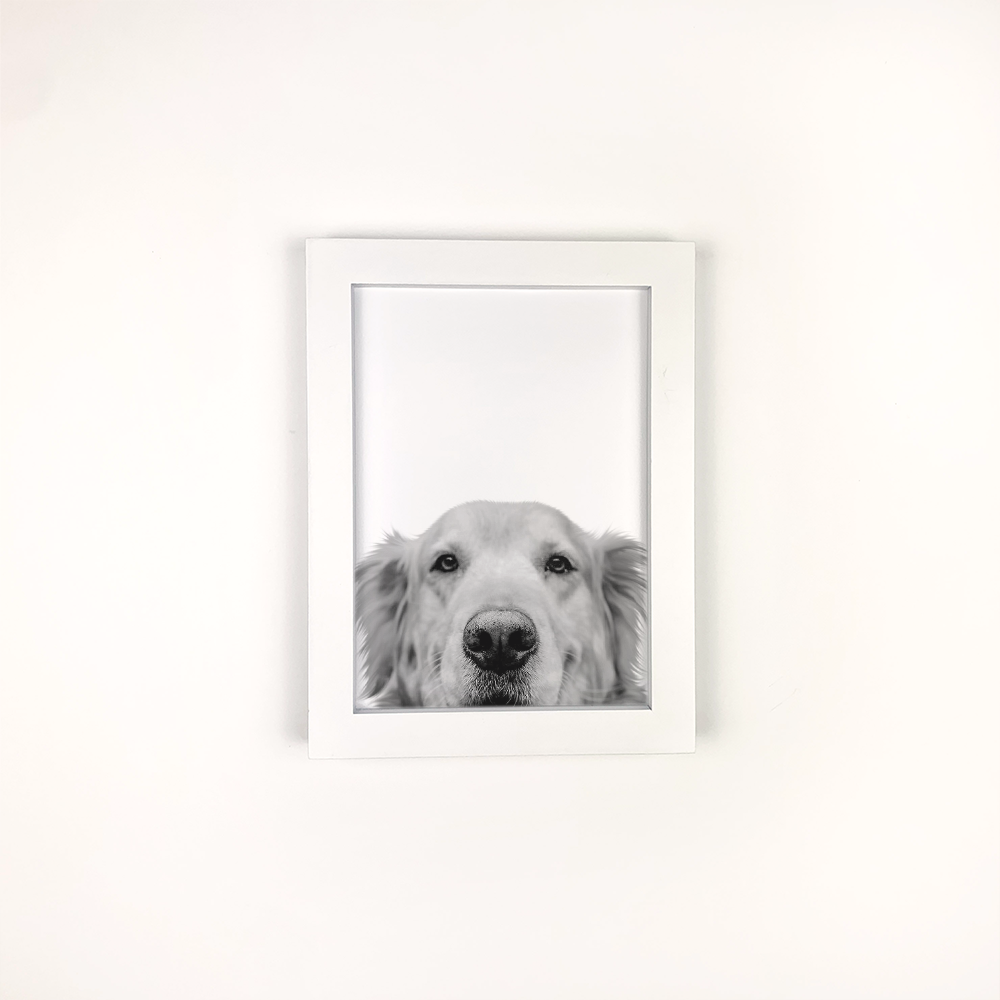 White Frame with Golden Retriever Peeking Pet Portrait