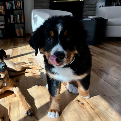 Pet photo with messy background - background doesn't matter for portraits
