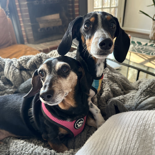 Blurry group photo of multiple pets to avoid for portraits