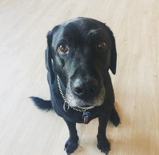 Original pet photo