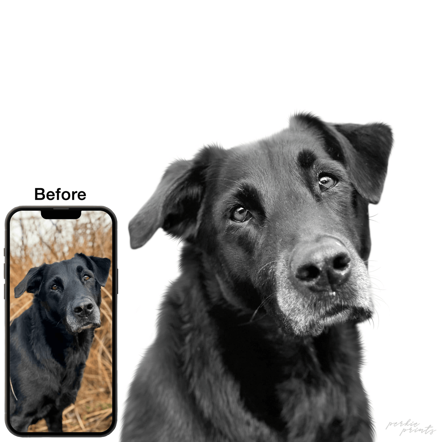 New Perkie Print Pet Artwork