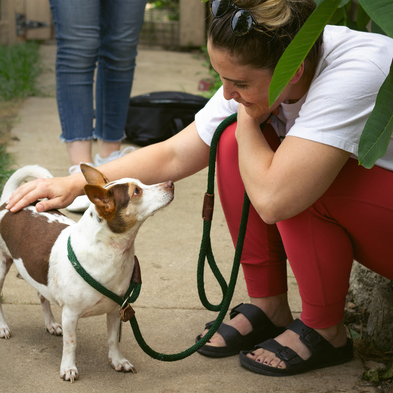 Perkie Prints giving back to animal charities