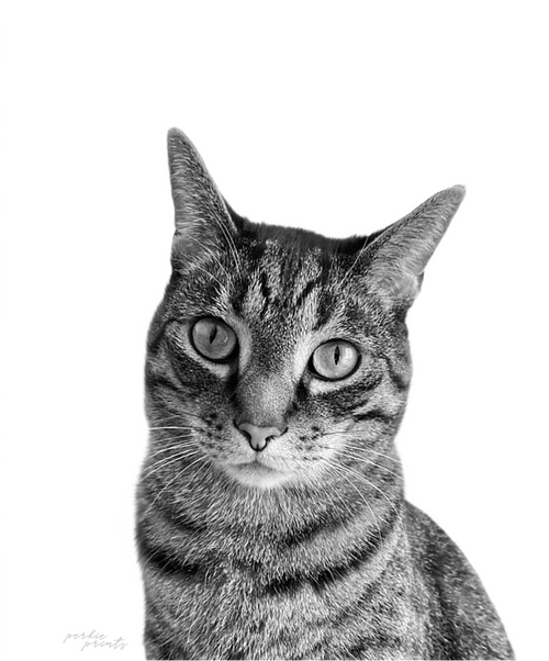 Black & White portrait