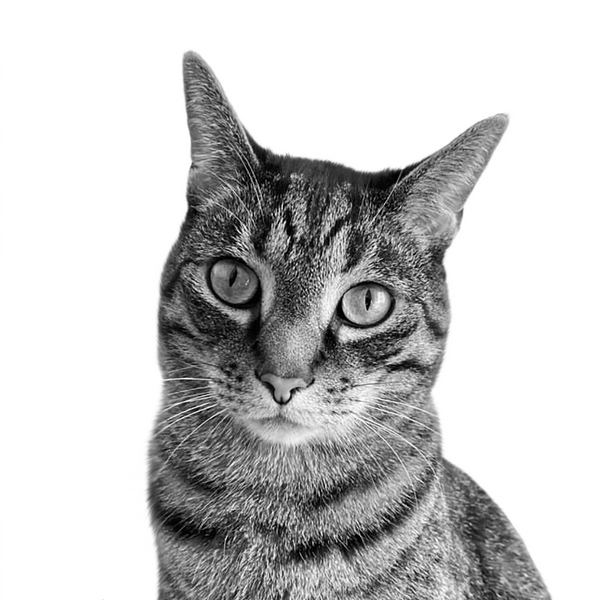 Cat portrait in Black & White style