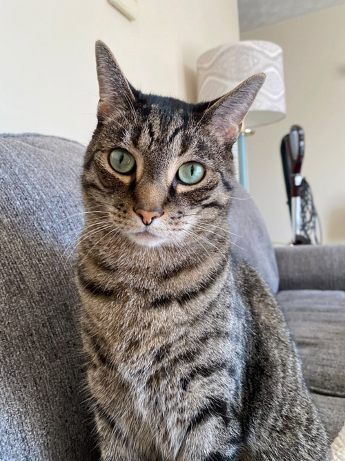 Original pet photo