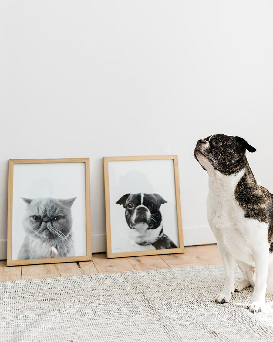 Matching set of two framed pet portraits, hung side by side