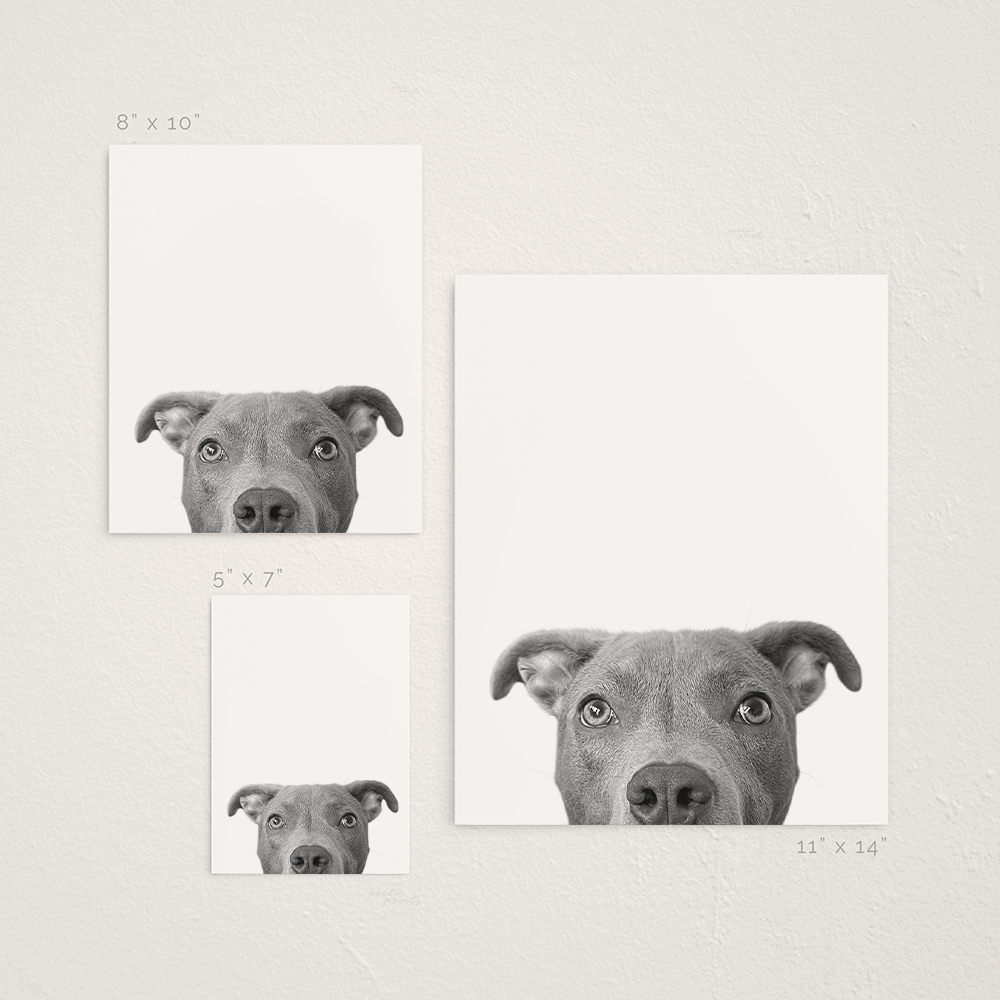 Peeking Pet Unframed Print