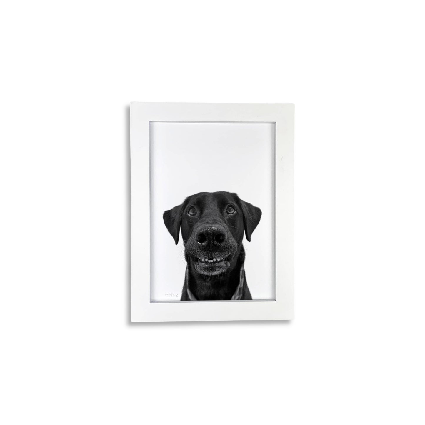 Pet Portrait in White Frame