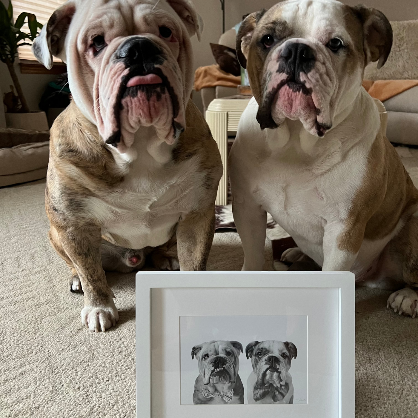 Custom English bulldog portrait from photo