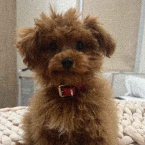 Blurry, grainy pet photo to avoid for portraits