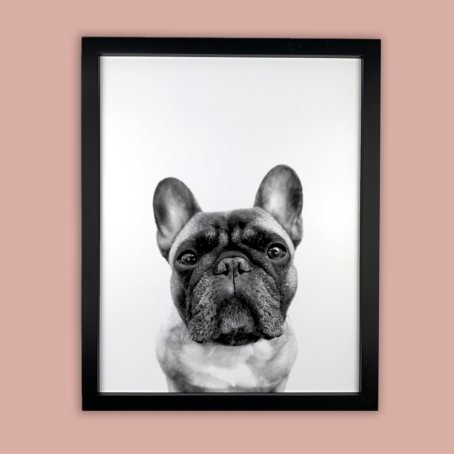 @archerthefrenchie.to - Black Framed Print