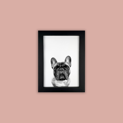 @archerthefrenchie.to - Black Framed Print