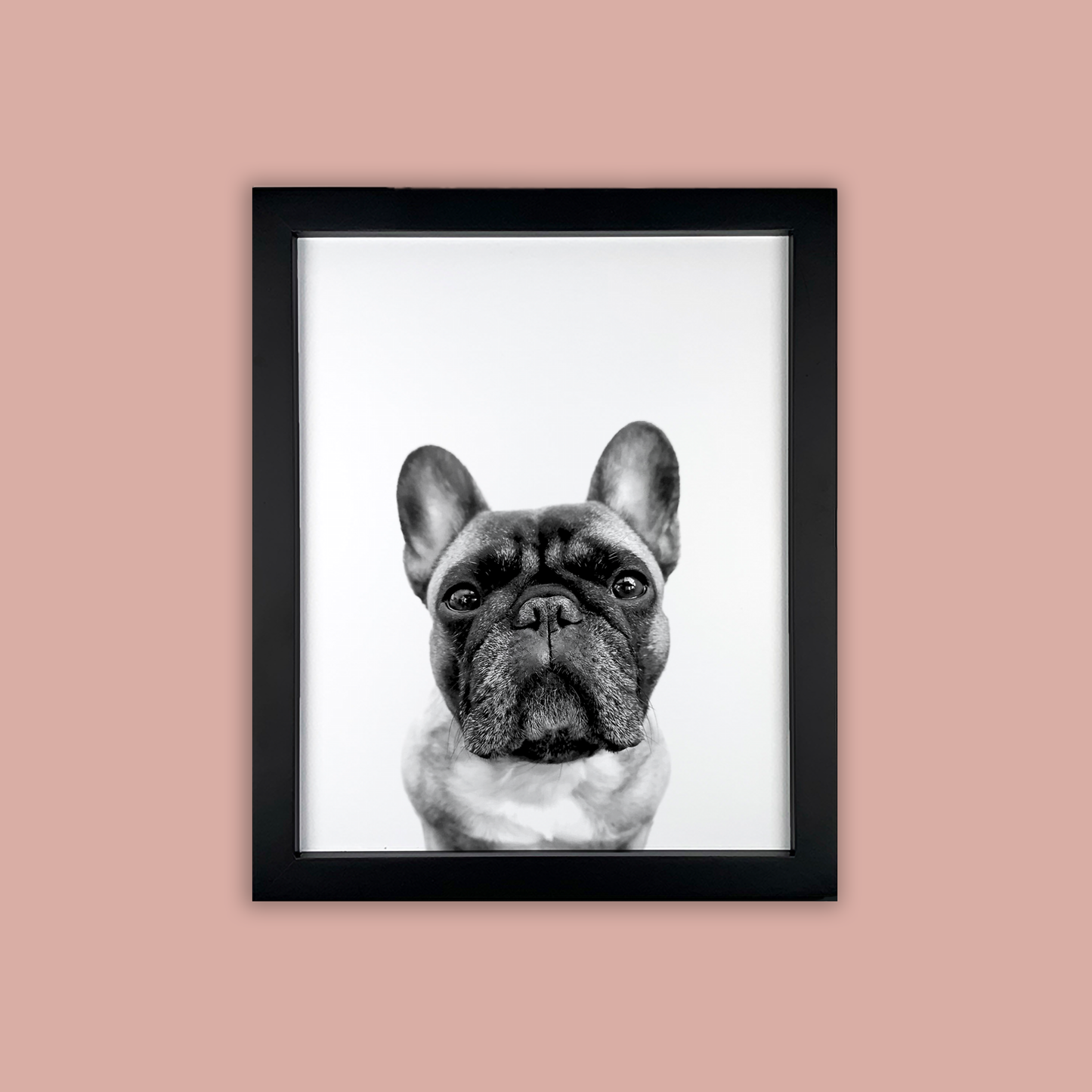 @archerthefrenchie.to - Black Framed Print