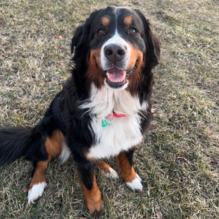 Original pet photo