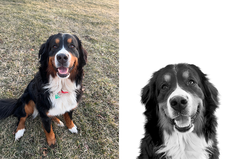 Custom Bernese mountain dog portrait from photo
