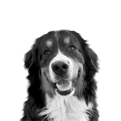 Professional Black & White