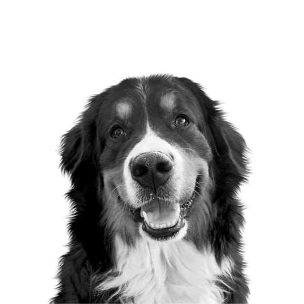 Bernese Mountain Dog portrait in Black & White style &mdash; custom pet portrait
