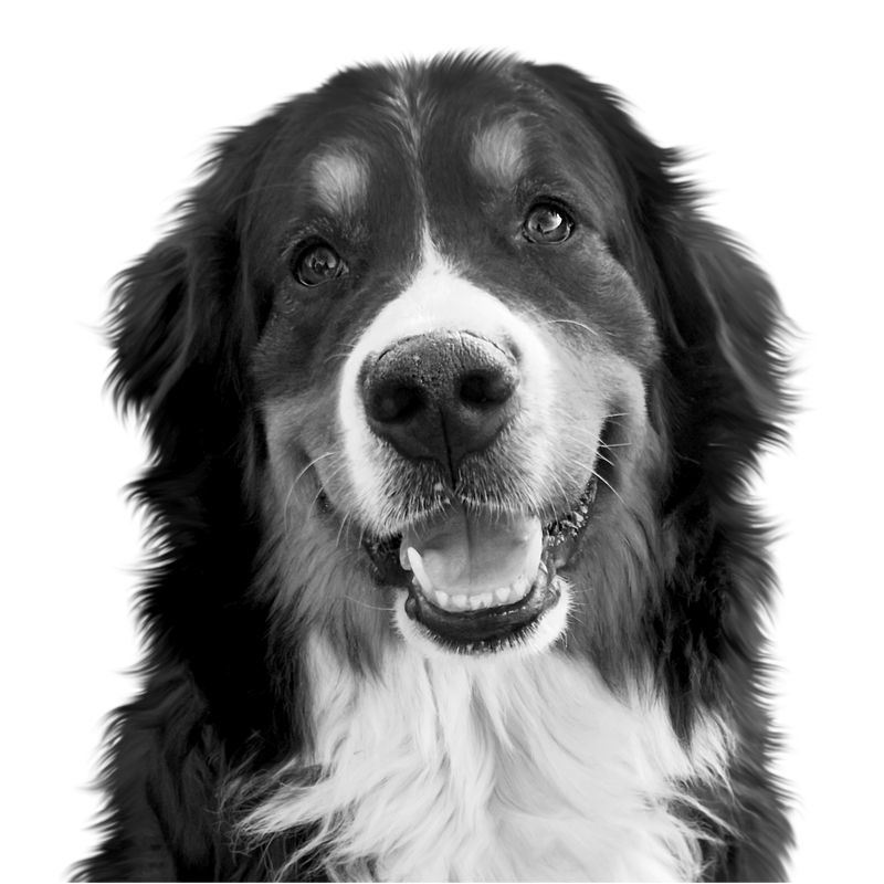 Custom Bernese mountain dog portrait from photo
