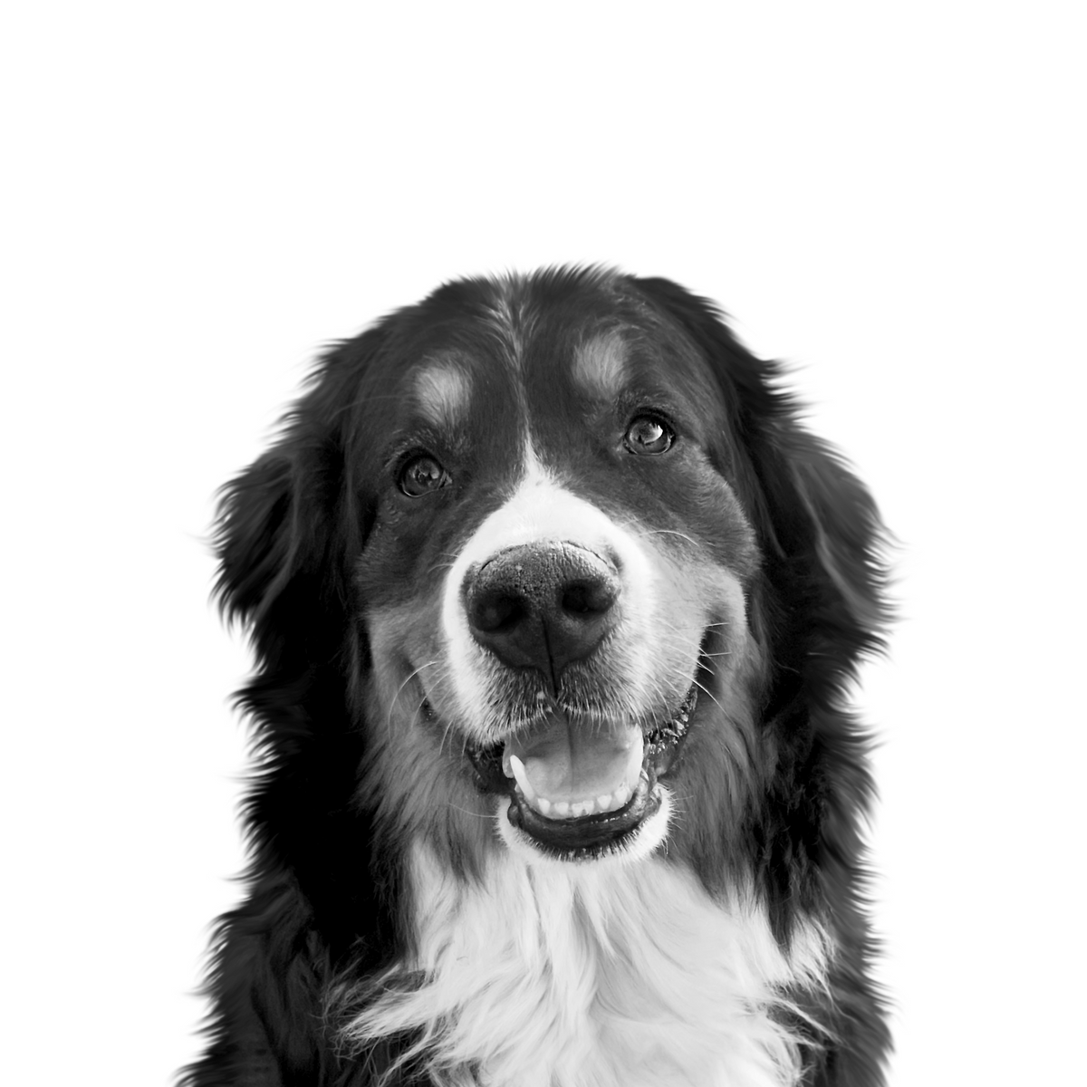 Custom Bernese mountain dog portrait from photo