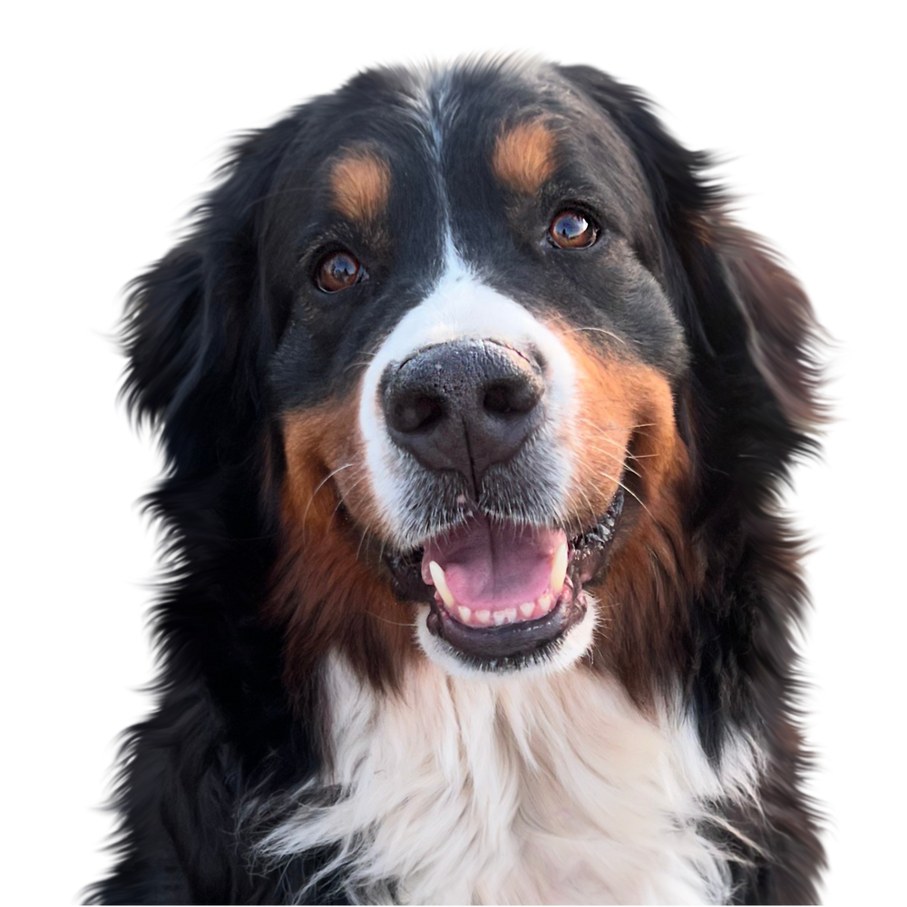 Otis in Color