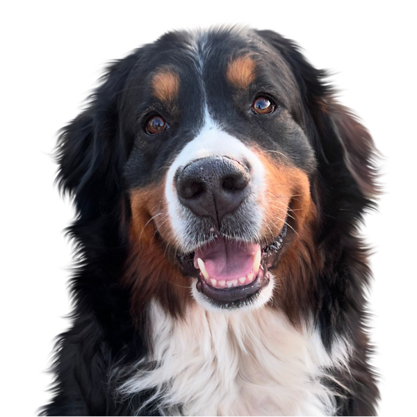 Otis — finished art
