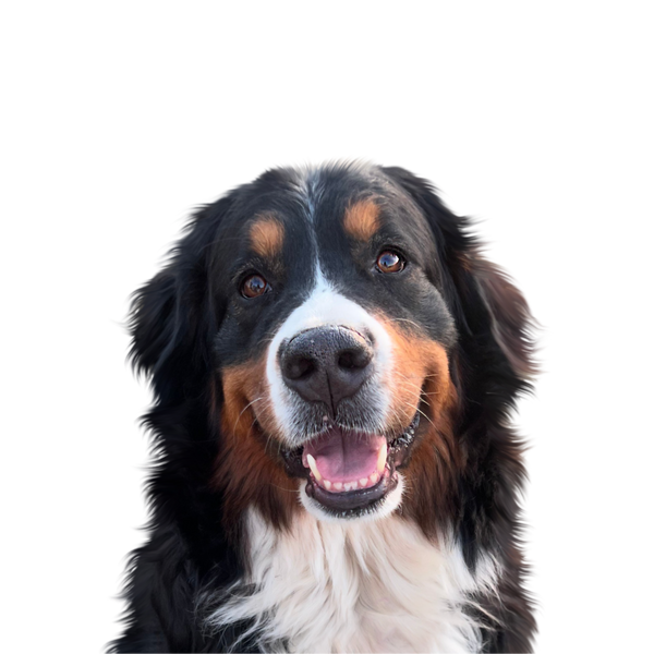 Bernese Mountain Dog portrait in Color style &mdash; custom pet portrait