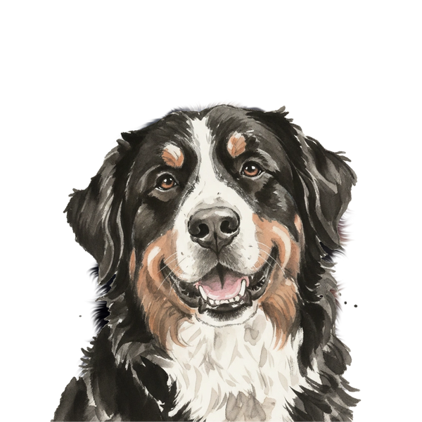 Bernese Mountain Dog portrait in Ink Wash style &mdash; custom pet portrait