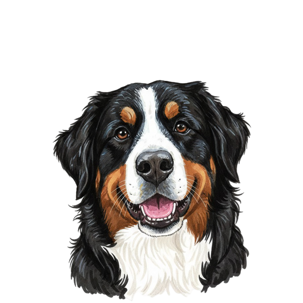 Bernese Mountain Dog portrait in Marker style &mdash; custom pet portrait