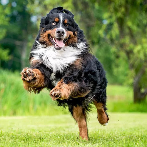 Dog action shot with motion blur to avoid for portraits
