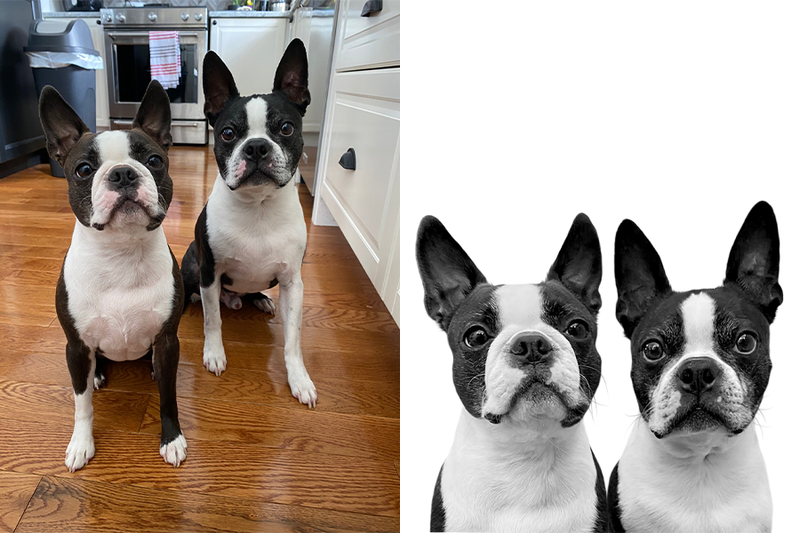 Custom Boston terrier portrait from photo