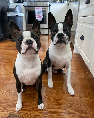 Original pet photo