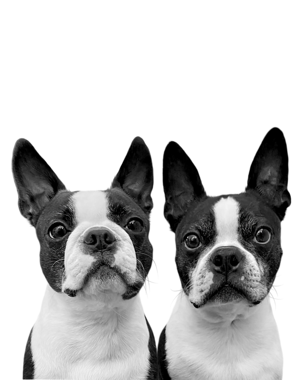 Boston Terrier portrait in Black & White style &mdash; custom pet portrait