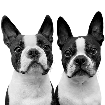 Custom Boston terrier portrait