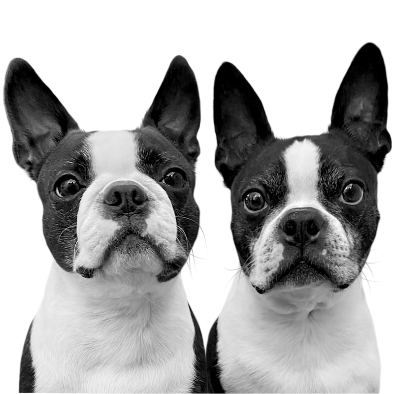 Custom Boston terrier portrait from photo