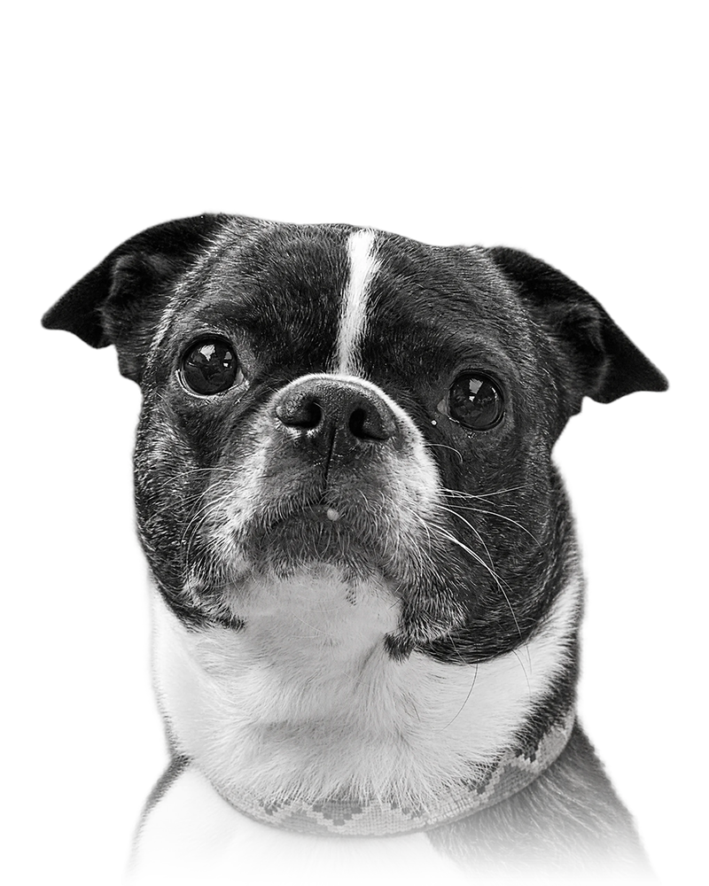 A finished Black and White Perkie Print