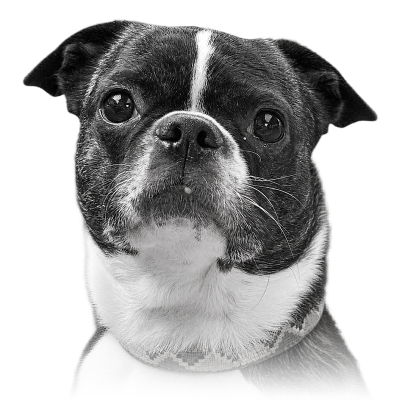 Custom Boston terrier portrait from photo
