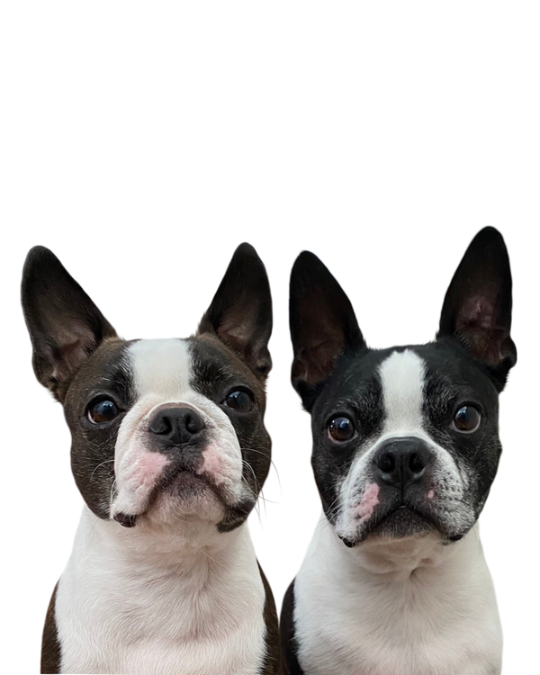 Boston Terrier portrait in Color style &mdash; custom pet portrait
