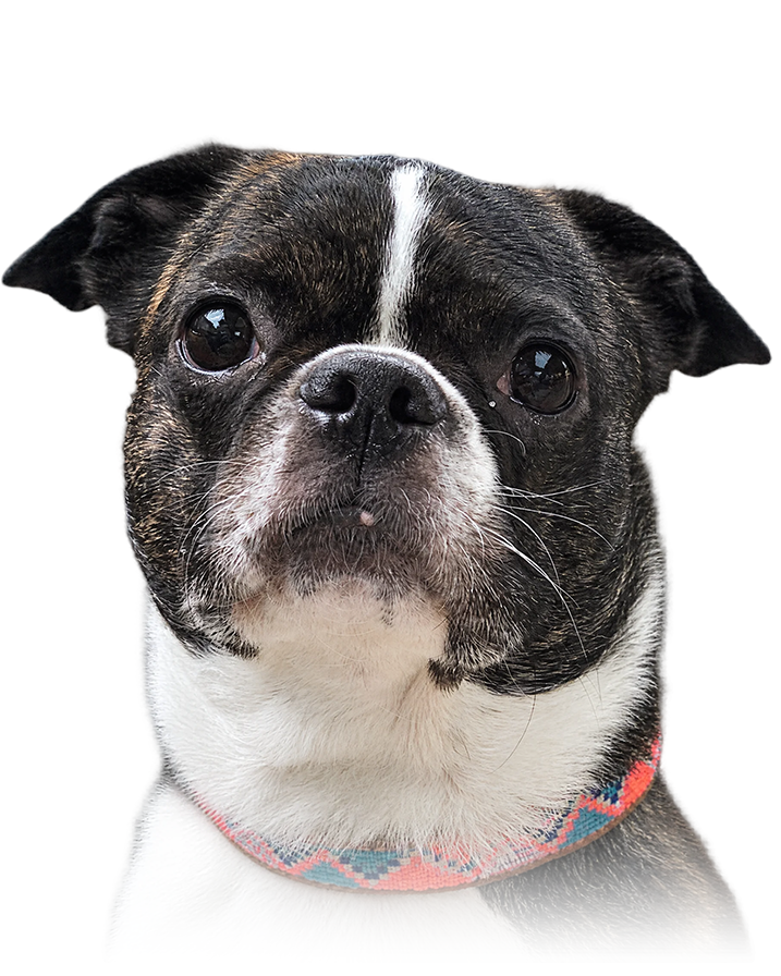 Boston Terrier portrait in Color