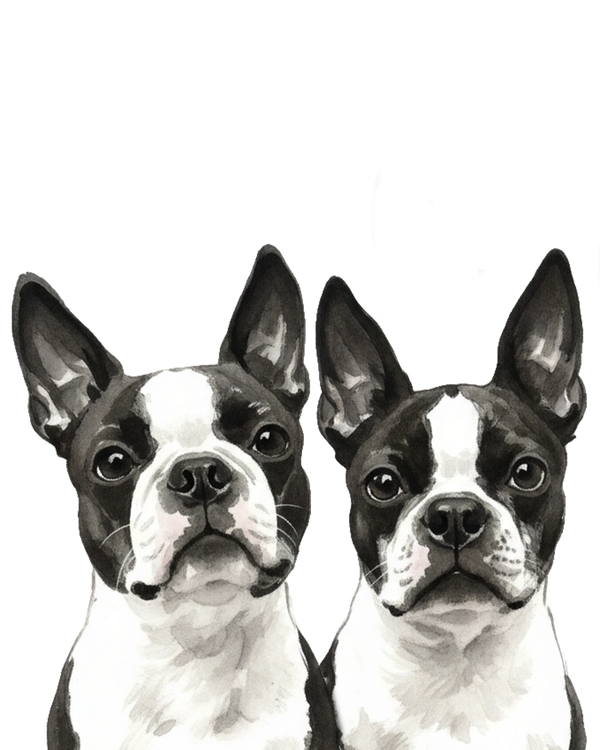 Boston Terrier portrait in Ink Wash style &mdash; custom pet portrait