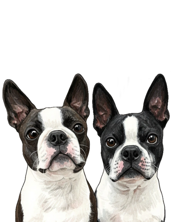 Boston Terrier portrait in Marker style &mdash; custom pet portrait