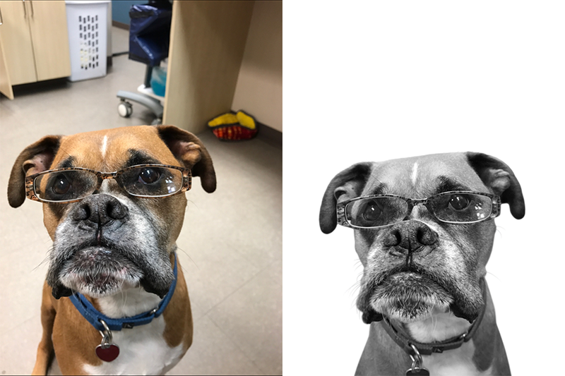 Pug photo transformed into a custom Perkie Print portrait